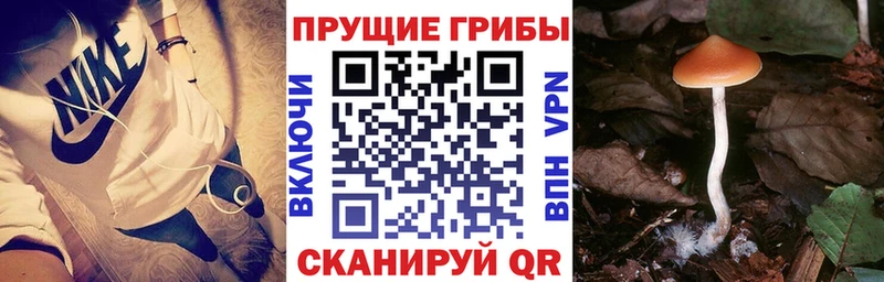 мориарти телеграм  Новый Оскол  Псилоцибиновые грибы Psilocybine cubensis  гидра зеркало 